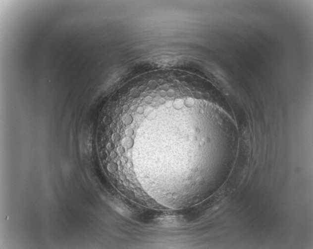 X0000062150499200512161238