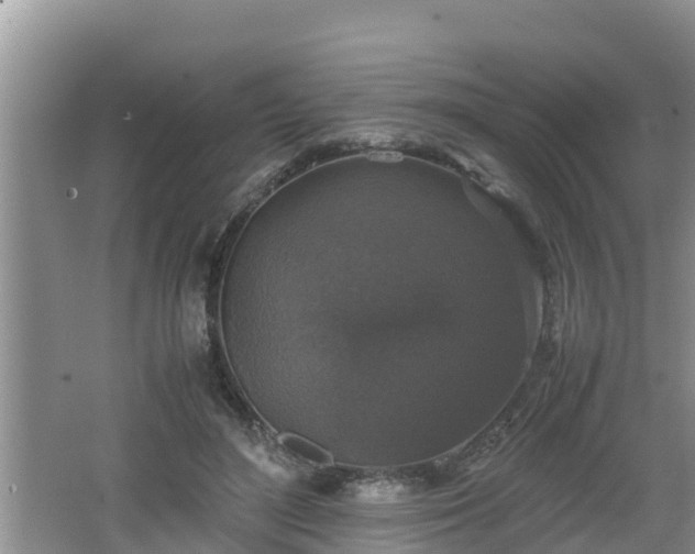 X0000062150500200512161238