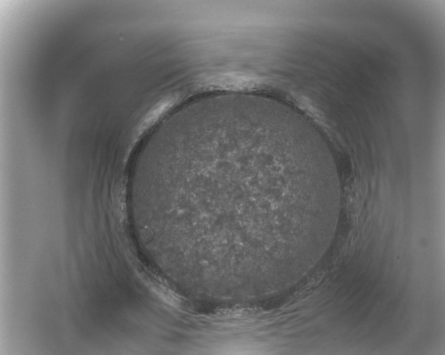 X0000062150679200512161235