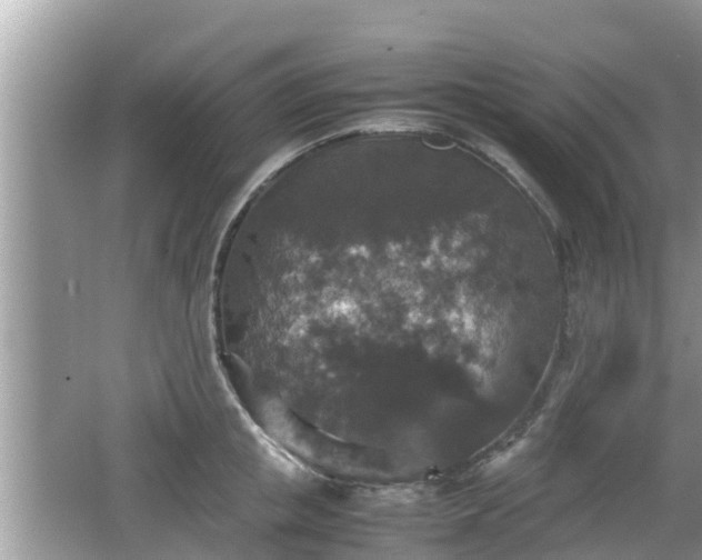 X0000062150853200512161232