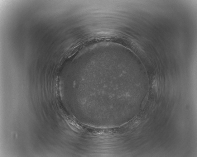 X0000062150868200512161232