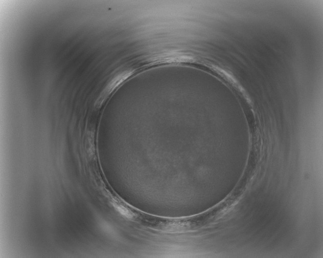 X0000062150889200512161231