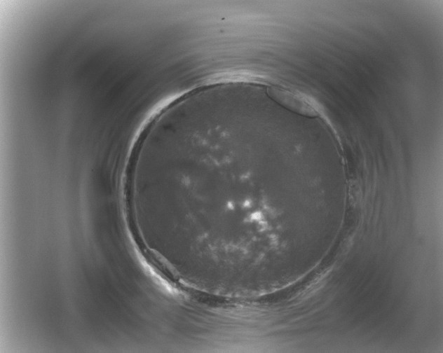 X0000062150995200512161229