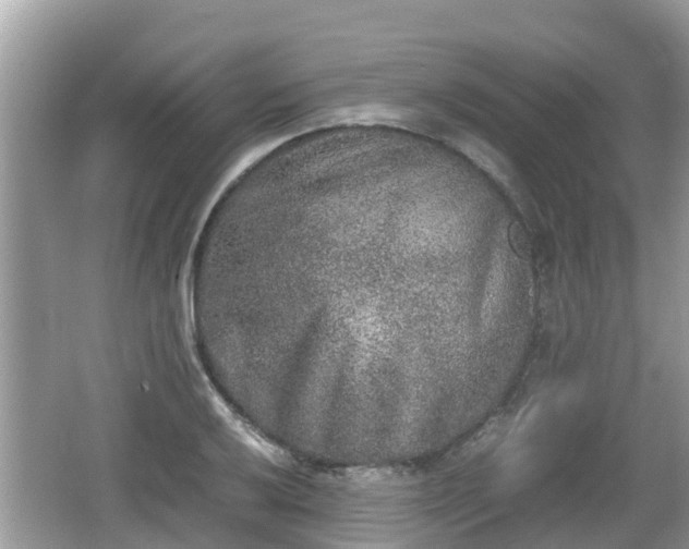 X0000062151032200512161229