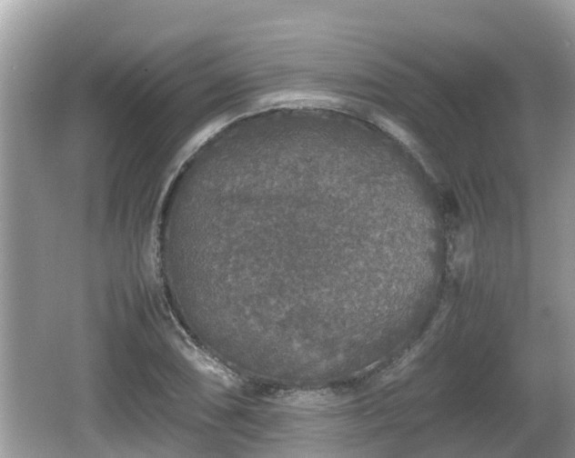 X0000062151074200512161228