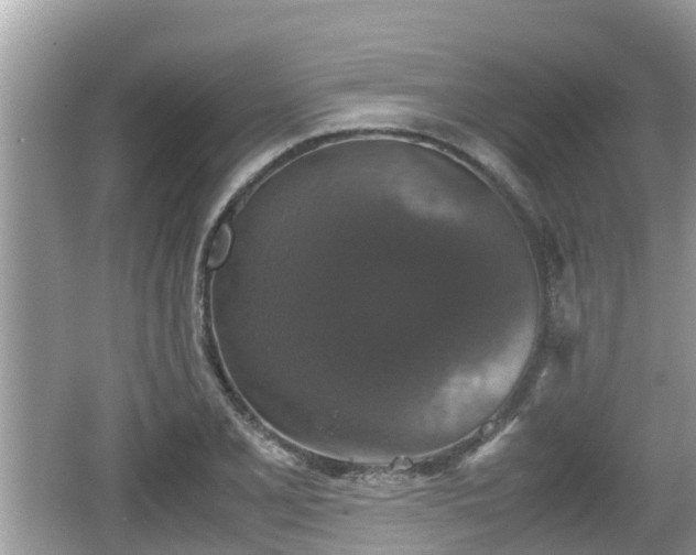 X0000062151077200512161228