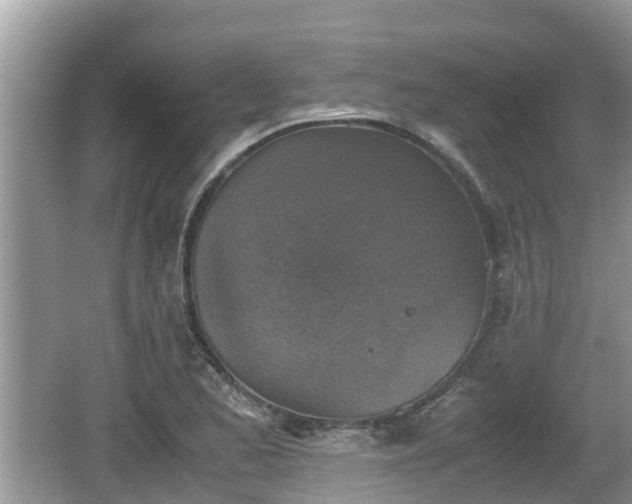 X0000062151173200512161226