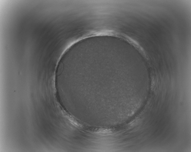 X0000062151174200512161226