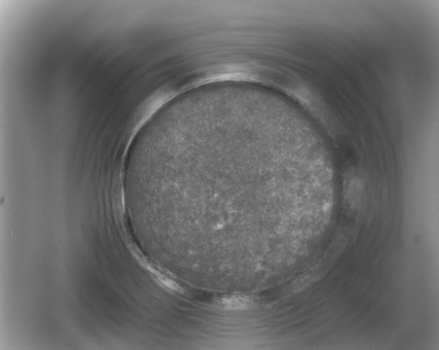 X0000062151274200512161224