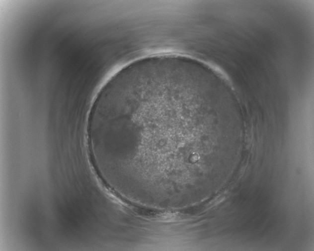 X0000062151279200512161224