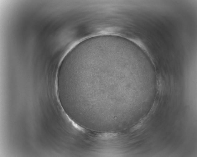 X0000062151294200512161224