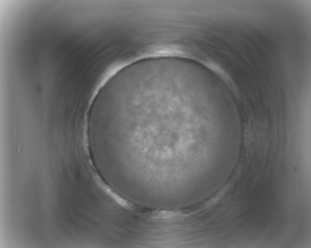 X0000062151374200512161223