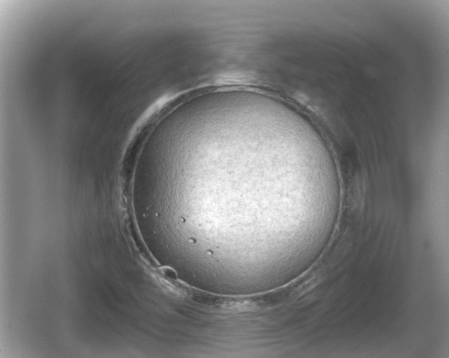 X0000062151454200512161221