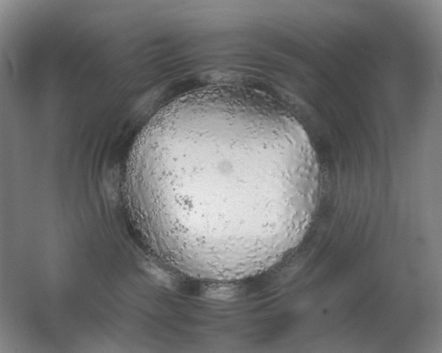X0000062150189200512231542