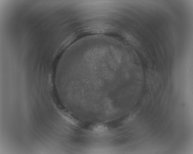 X0000062150258200512231540