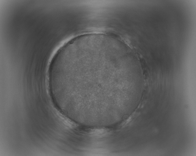 X0000062150342200512231538