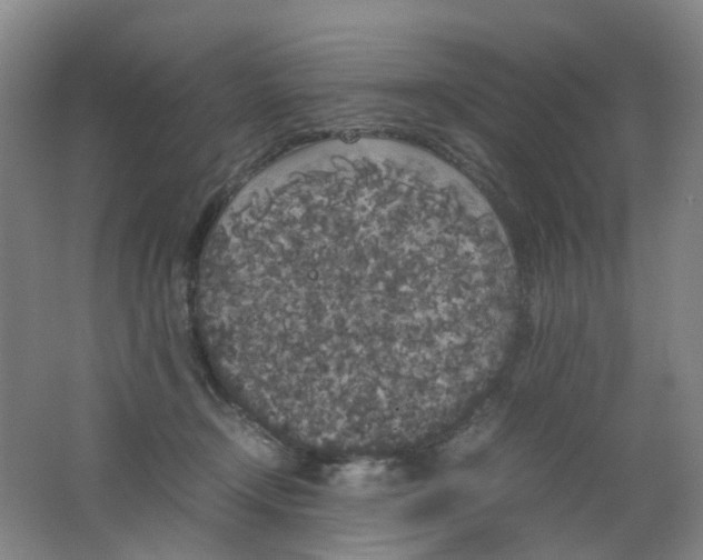 X0000062150366200512231538