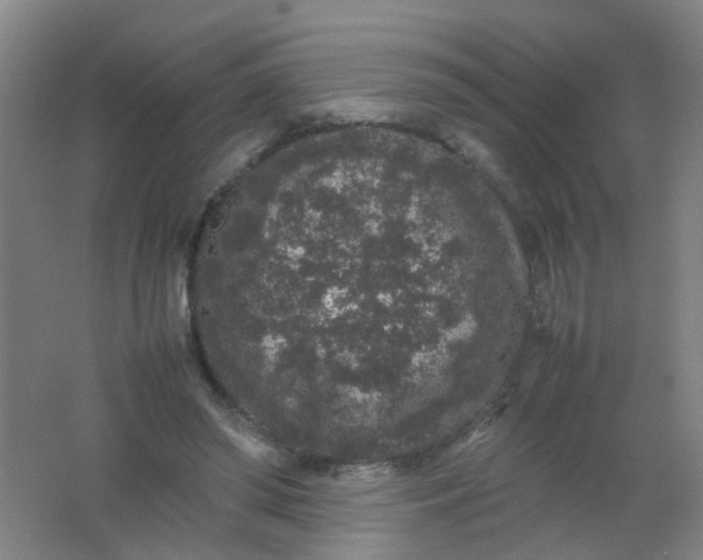 X0000062150398200512231538