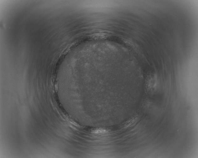 X0000062150759200512231532