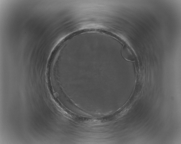 X0000062150783200512231531