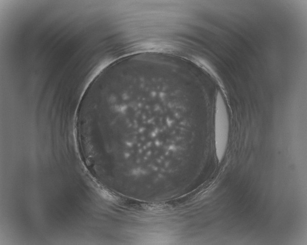 X0000062150899200512231529