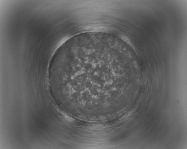 X0000062151071200512231526