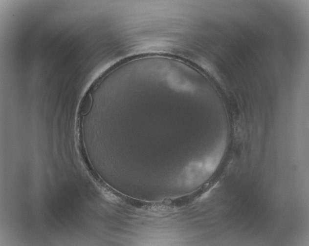 X0000062151077200512231526