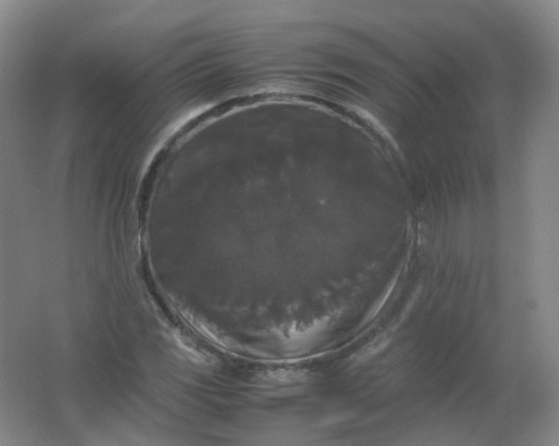 X0000062151117200512231525