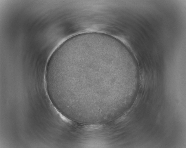 X0000062151294200512231522
