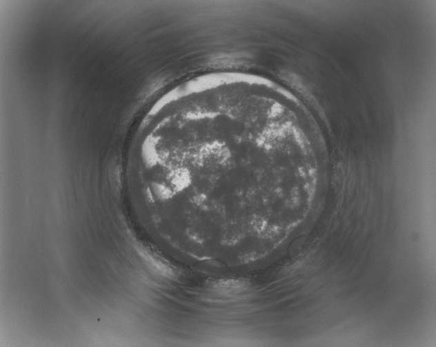 X0000062150063200512301604