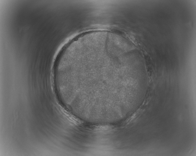 X0000062150342200512301559