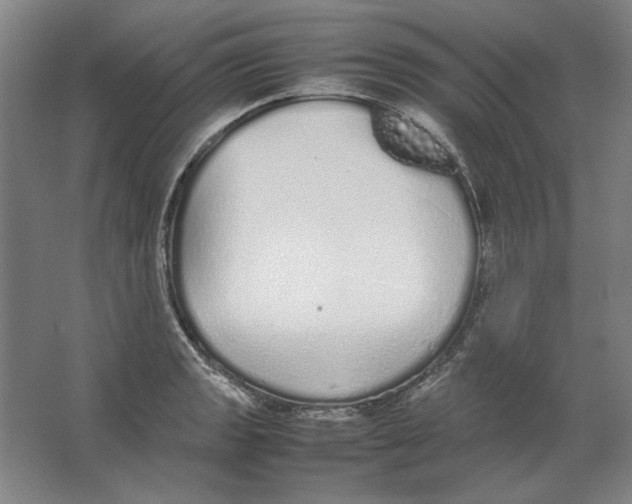X0000062151133200512301546