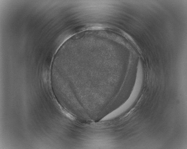X0000062151194200512301545