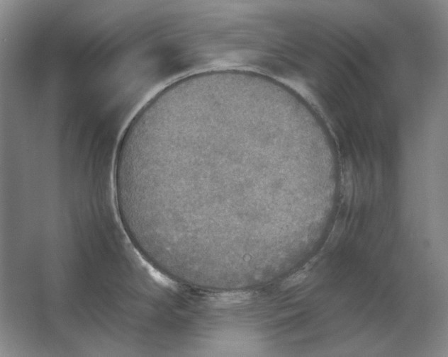 X0000062151294200512301543