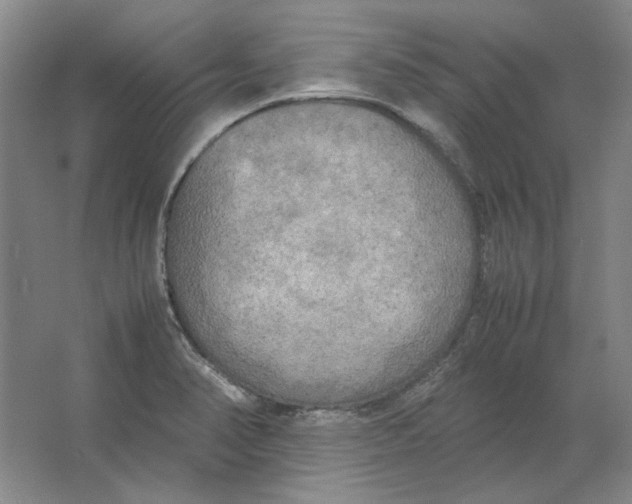 X0000062151374200512301542