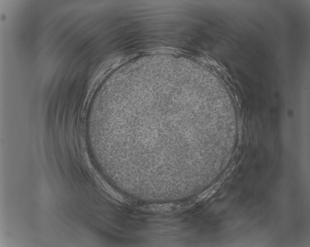 X0000062150049200601060959
