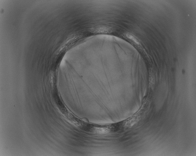 X0000062150167200601060958