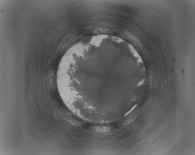X0000062150169200601060958