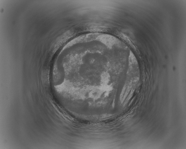 X0000062150299200601060956