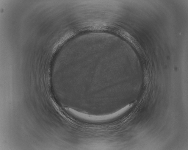 X0000062150677200601060949