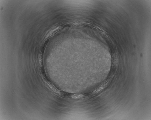 X0000062150762200601060949
