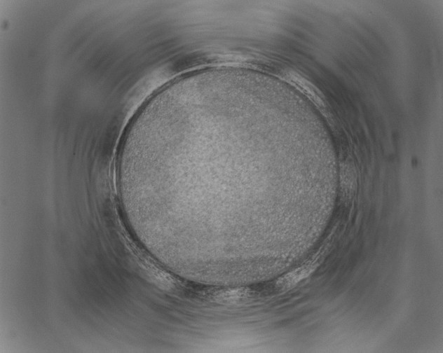 X0000062150891200601060946