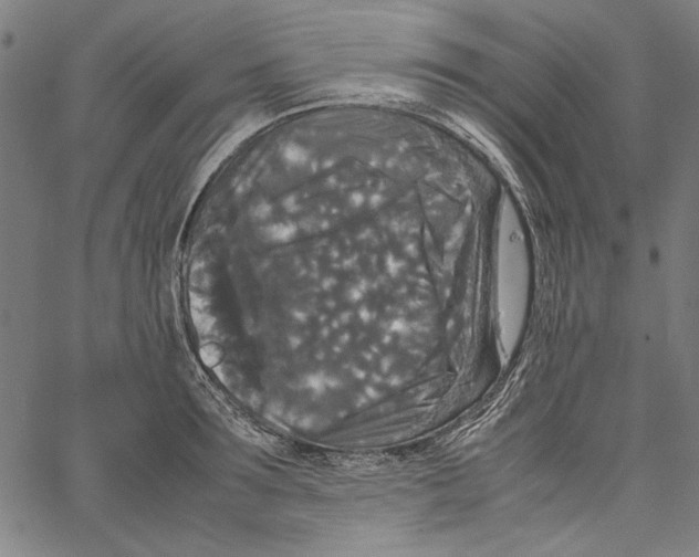 X0000062150899200601060946