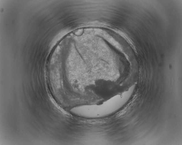 X0000062150998200601060944