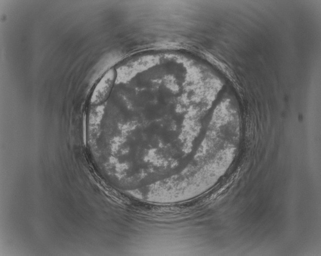 X0000062151171200601060941