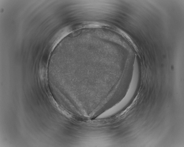 X0000062151194200601060941