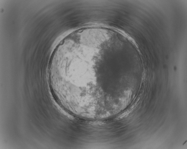 X0000062151239200601060940