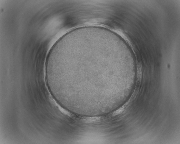 X0000062151294200601060939