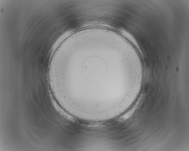 X0000062151338200601060939