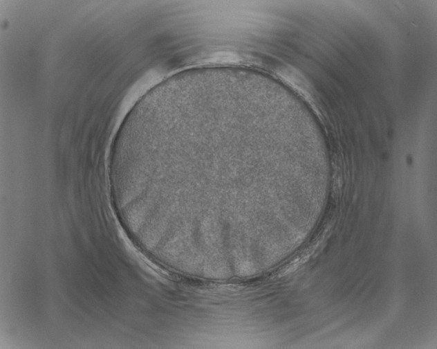 X0000062151475200601060936